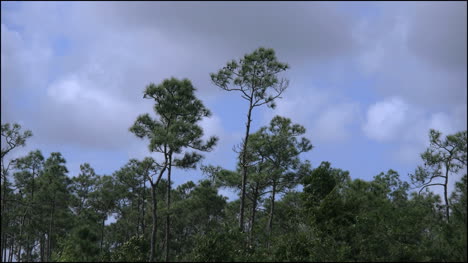 Florida-Everglades-Pines-Blowing-In-The-Wind-Clouds