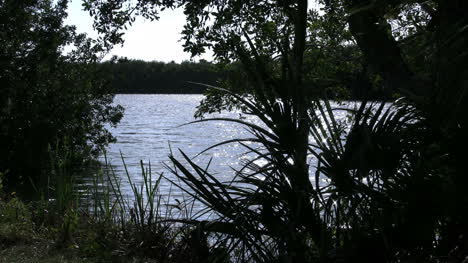 Florida-Everglades-Sun-On-Lake-Seen-Through-Vegetation