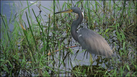 Florida-Everglades-Dreifarbiger-Reiher-Durch-Wasser