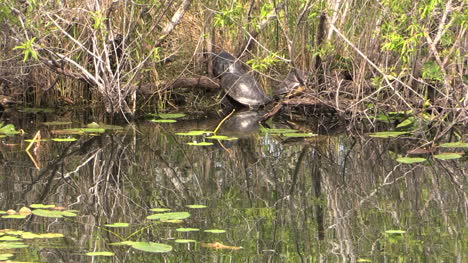 Everglades-De-Florida-Tortugas-En-El-Banco