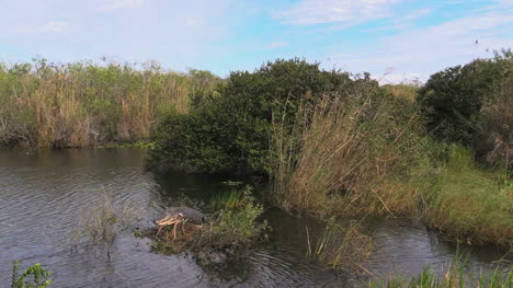 Vista-De-Los-Everglades-De-Florida-Del-Estanque-Con-Cocodrilo-En-Pan-De-Isla-De-Vegetación