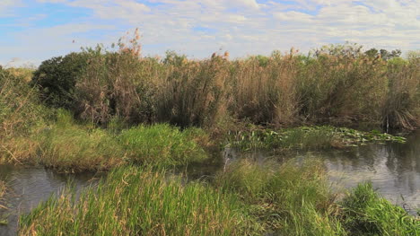 Vista-De-Los-Everglades-De-Florida-De-Juncos-En-El-Lago