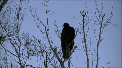 Florida-Everglades-Vulture-Amid-Bare-Branches