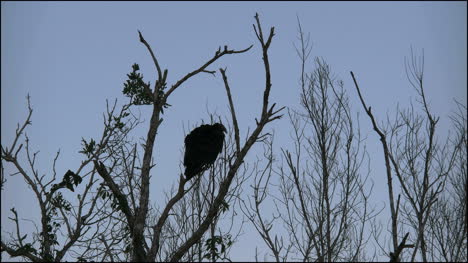 Florida-Everglades-Vulture-Moves-Around-On-Branch