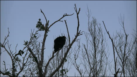 Florida-Everglades-Geier-Bewegt-Sich-Auf-Ast