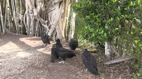 Florida-Everglades-Geier-Laufen-Auf-Einer-Bank-Herum