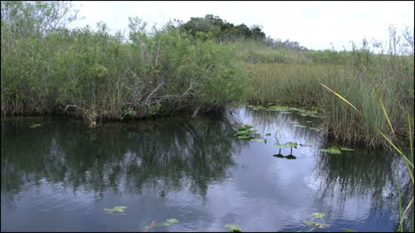 Florida-Everglades-Vegetaton-De-Agua-Y-Pantano