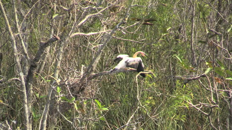 Everglades-De-Florida-Anhinga-Joven-En-Alas-De-Aletas-De-Rama