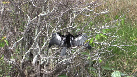 Florida-Everglades-Zooms-Out-From-Anhinga-In-Bush-By-Water