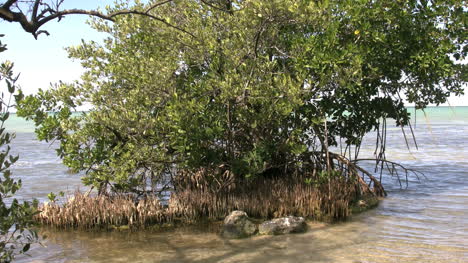 Florida-Key-Largo-Mangrove-Roots-Sticking-Up