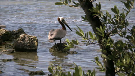 Florida-Key-Largo-Pelikan-Auf-Einem-Felsen