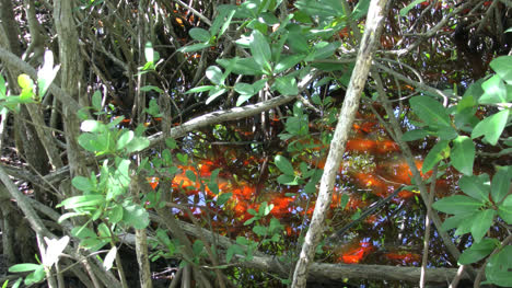 Florida-Key-Largo-Rotes-Sumpfwasser