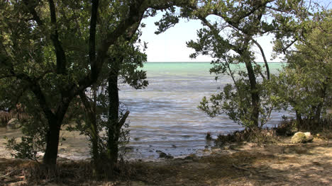 Florida-Key-Largo-Wasserblick-Und-Bäume