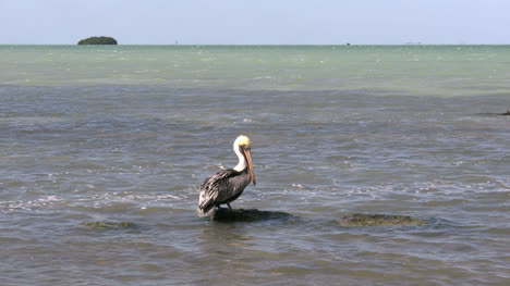 Florida-Key-Largo-Wasserblick-Pelikan-Auf-Felsen-In-Der-Bucht-Bräutigam-Selbst