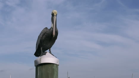 Florida-Key-West-Pelican-Sentado-En-Post