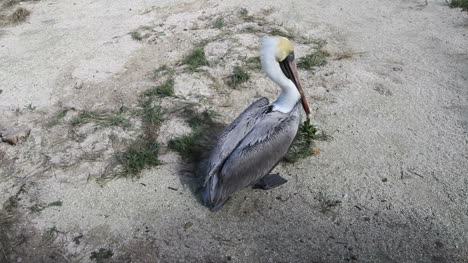 Florida-Pelikan-Auf-Dem-Boden-Schlägt-Mit-Den-Flügeln