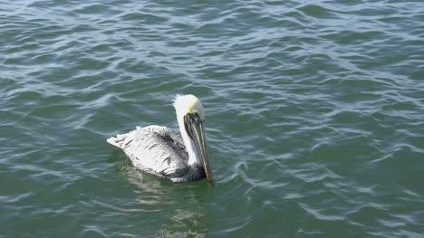 Florida-Einsamer-Pelikan-Schwimmenica
