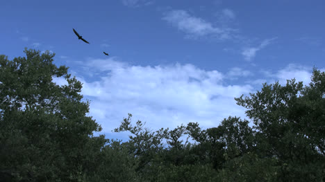 Florida-Vultures-Flying-Over-Trees