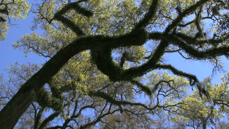 Louisiana-Rosedown-Plantage-Lebende-Eiche