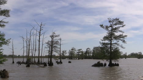 Louisiana-Zypressen-Im-Wasser-In-Der-Nähe-Von-Venedig