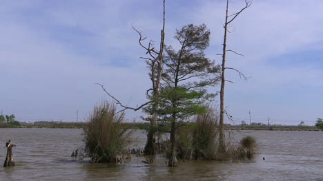 Louisiana-Zypressen-Erheben-Sich-Aus-Dem-Wasser
