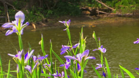 Louisiana-Iris-And-Bayou-Zoom-Out