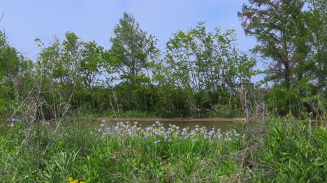 Louisiana-Iris-En-Bayou-Bank