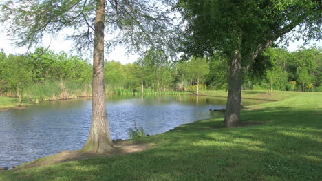 Lago-Louisiana-Con-Cipreses