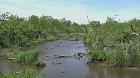 Louisiana-Sumpf-Vergrößern