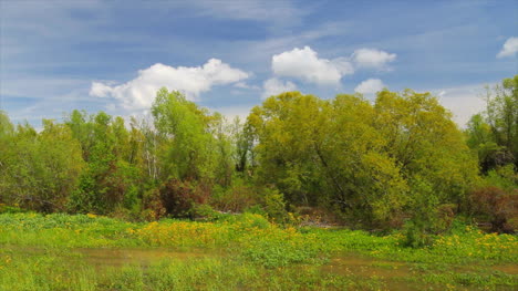 Vegetación-De-Louisiana-Entre-Dique-Y-Río