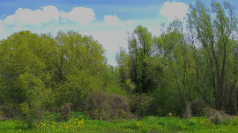 Louisiana-View-From-Levee