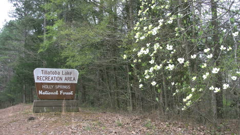 Mississippi-National-Forest-Sign-With-Dogwood
