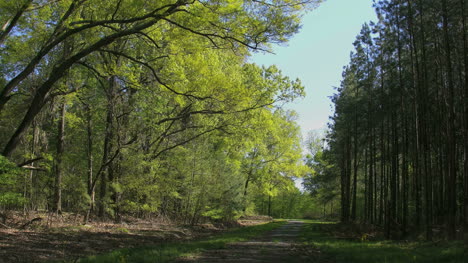 Mississippi-Lane-Im-Frühlingswald