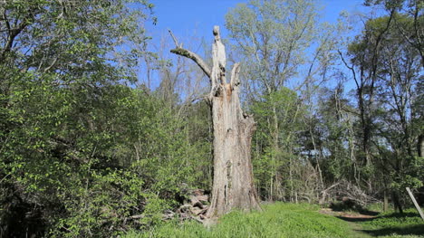 Mississippi-Spring-Woods-Con-Tronco-De-árbol-Muerto