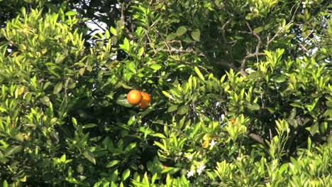 Orangen-Zwischen-Blättern