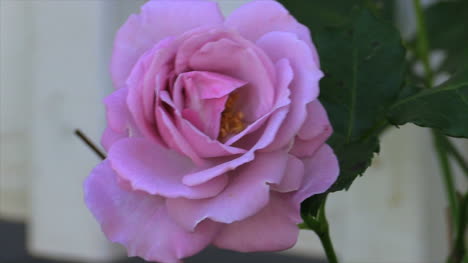 Rosa-Rose-Lebendig
