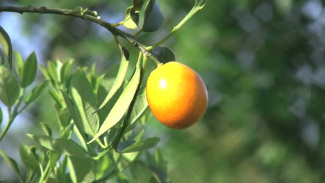 Satsuma-And-Leaves