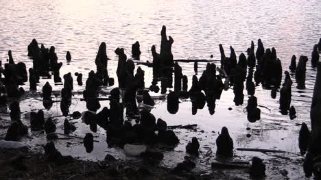 Tennessee-Reelfoot-Lake-Cypress-Knees-In-Water