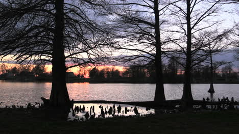Tennessee-Reelfoot-Lake-Cypress-Trees-At-Sunset-With-Cyprees-Knees