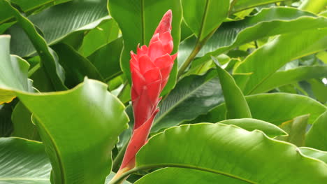 Samoa-Americana-Hermosa-Planta-De-Jengibre