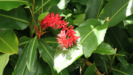 Planta-De-Jengibre-Samoa-Americana