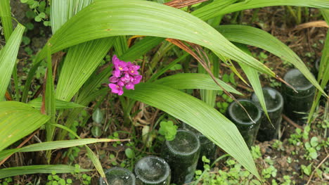 Flor-Roja-De-Samoa-Americana