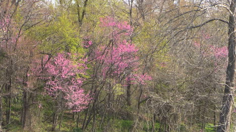 Arkansas-Redbud-Im-Frühlingswald