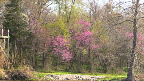 Arkansas-Se-Aleja-Del-Bosque-A-La-Gigantesca-Primavera