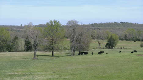 Vista-De-Arkansas-Con-Vacas