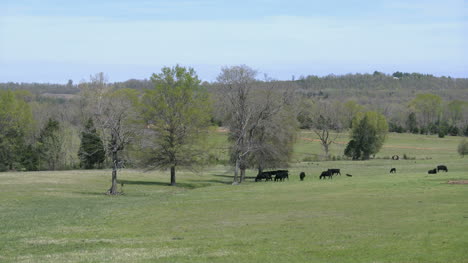 Arkansas-Aussicht-Mit-Kühen