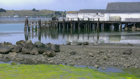 California-Bodega-Bay-Heron-Se-Acerca