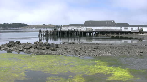 Kalifornien-Bodega-Bay-Pier-Und-Grüner-Abschaum