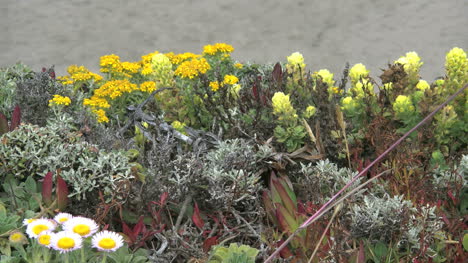Kalifornische-Küsten-Wildblumen