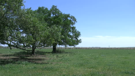 Louisiana-Ebene-Mit-Bäumen